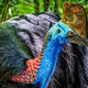 Image for article titled For Sale: A Giant Bird With Beautiful Eggs (That Murdered Its Previous Owner)